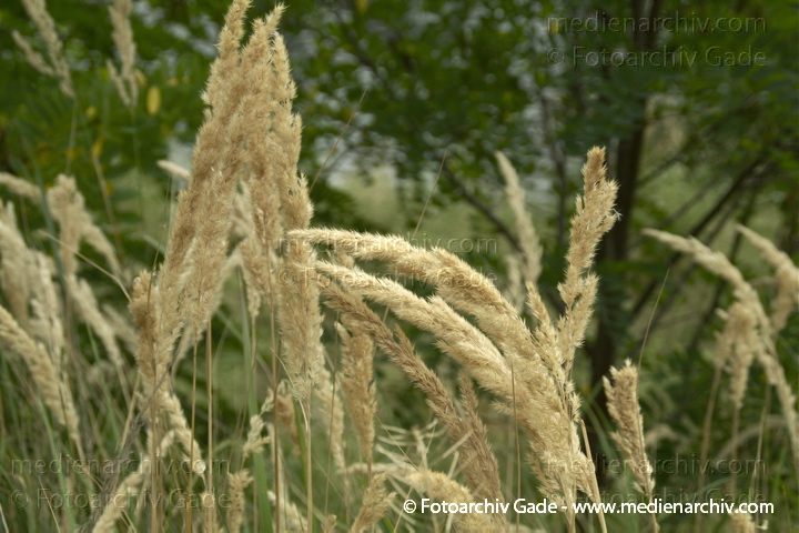 Gras. gramen
1.  8. 2010. Berlin. Flora. Pflanzen. Gras. Blüten
Schlüsselwörter: 2010;Berlin;Blüte;Flora;gramen;Gras;Natur;Pflanzen;plants