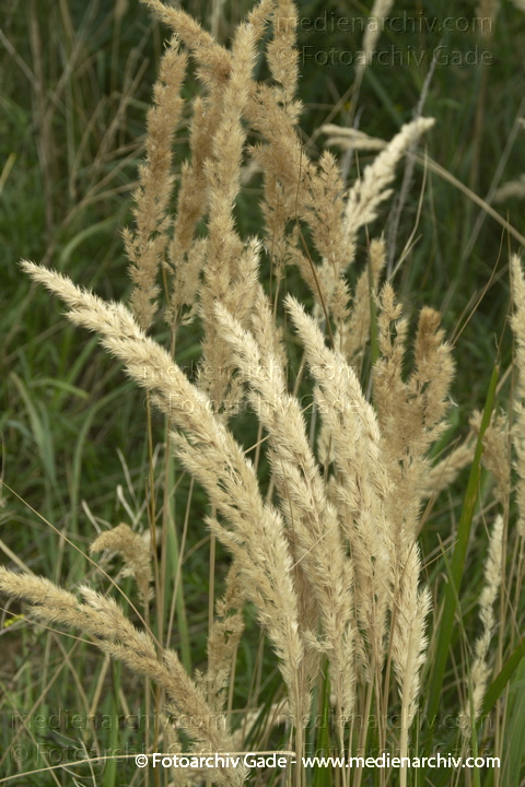 Gras. gramen
1.  8. 2010. Berlin. Flora. Pflanzen. Gras. Blüten
Schlüsselwörter: 2010;Berlin;Blüte;Flora;gramen;Gras;Natur;Pflanzen;plants