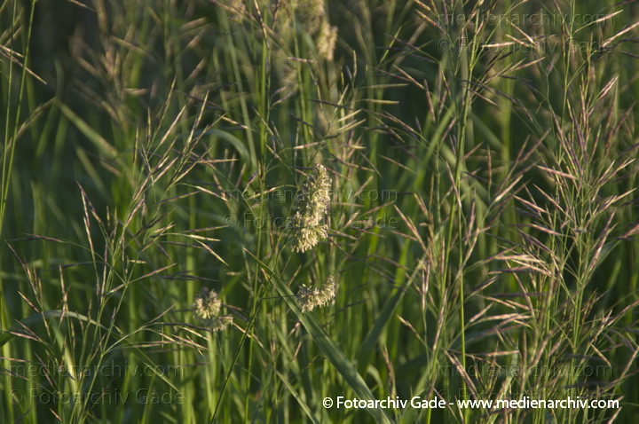 Gras. gramen
8.  6. 2013. Brandenburg. Ketzin. Flora. Pflanzen. Blüten. Gras.
Schlüsselwörter: 2013;Blüte;Brandenburg;Flora;gramen;Gras;Havel;Ketzin;Pflanzen;plants