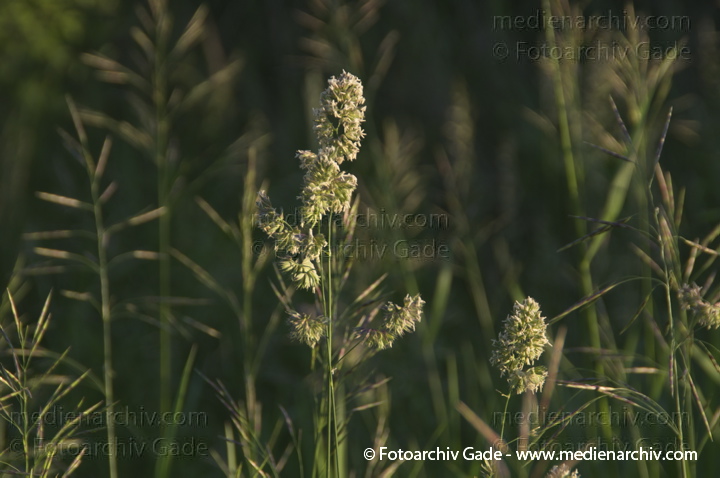 Gras. gramen
8.  6. 2013. Brandenburg. Ketzin. Flora. Pflanzen. Blüten. Gras.
Schlüsselwörter: 2013;Blüte;Brandenburg;Flora;gramen;Gras;Havel;Ketzin;Pflanzen;plants