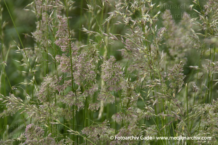 Gras. gramen
8.  6. 2013. Brandenburg. Ketzin. Flora. Pflanzen. Blüten. Gras.
Schlüsselwörter: 2013;Blüte;Brandenburg;Flora;gramen;Gras;Havel;Ketzin;Pflanzen;plants
