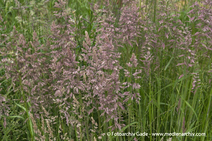Gras. gramen
8.  6. 2013. Brandenburg. Ketzin. Flora. Pflanzen. Blüten. Gras.
Schlüsselwörter: 2013;Blüte;Brandenburg;Flora;gramen;Gras;Havel;Ketzin;Pflanzen;plants