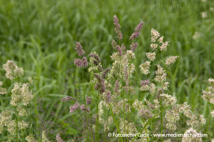 Gras. gramen
8.  6. 2013. Brandenburg. Ketzin. Flora. Pflanzen. Blüten. Gras.
Schlüsselwörter: 2013;Blüte;Brandenburg;Flora;gramen;Gras;Havel;Ketzin;Pflanzen;plants
