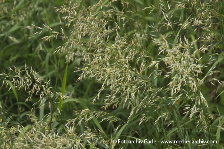 Gras. gramen
8.  6. 2013. Brandenburg. Ketzin. Flora. Pflanzen. Blüten. Gras.
Schlüsselwörter: 2013;Blüte;Brandenburg;Flora;gramen;Gras;Havel;Ketzin;Pflanzen;plants