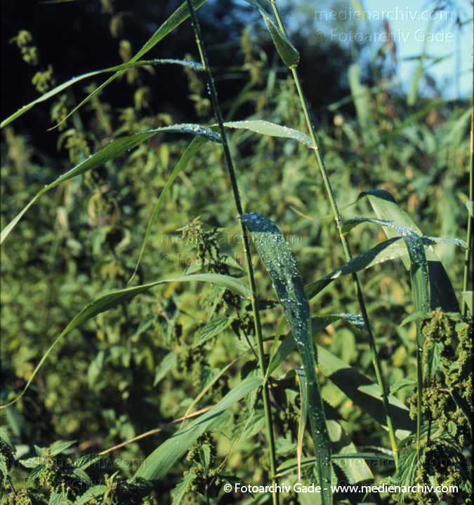 Schilfrohr. Phragmites australis
August 1996.   Mecklenburg-Vorpommern. Flora. Pflanzen. Gras. Gräser. Wildblume. Brennessel (Urtica dioica).   Brennnesselgewächse (Urticaceae)
Schlüsselwörter: 1996;Brennessel;Deutschland;Flora;Mecklenburg-Vorpommern;Natur;Pflanzen;Phragmites australis;Phragmites communis Trin.;plants;Schilf;Schilfrohr;Urtica dioica;Wildblume