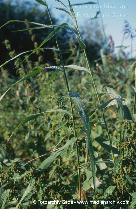 Schilfrohr. Phragmites australis
1998.  Gras. Schilfrohr (Phragmites australis
Schlüsselwörter: 1998;Blüte;Flora;Gras;Natur;Pflanzen;Phragmites australis;Phragmites communis Trin.;plants;Schilf;Schilfrohr