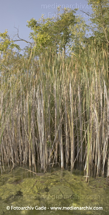 Schilfrohr. Phragmites australis
23.  September 2005. Polen. Insel Wolin.  Pflanzen an einem See in Warnowo. Naturschutzgebiet. Schilfgürtel. Schilfpflanzen. Flora. Pflanze
Schlüsselwörter: 2005;Flora;Natur;Naturschutzgebiet;Pflanzen;Phragmites australis;Phragmites communis Trin.;plants;Polen;Schilf;Schilfgürtel;Schilfrohr