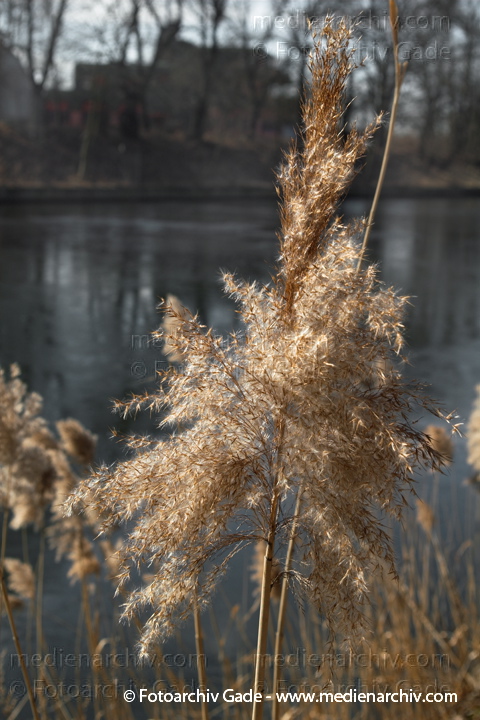 Schilfrohr. Phragmites australis
27.  2. 2006. Berlin. Wedding. Winter. Flora. Pflanzen. Gras.   Süssgräser (Poaceae).
Schlüsselwörter: 2006;Berlin;Flora;Gras;Natur;NutzPflanzen;Pflanze;Pflanzen;Phragmites australis;Phragmites communis Trin.;plants;Poaceae;Schilfrohr;Süßgräser;Winter