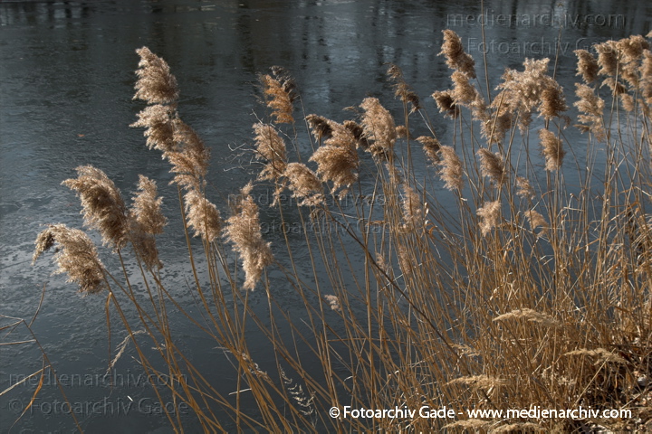 Schilfrohr. Phragmites australis
27.  2. 2006. Berlin. Wedding. Winter. Flora. Pflanzen. Gras. Süßgräser. Poaceae.   Süssgräser (Poaceae).
Schlüsselwörter: 2006;Berlin;Flora;Gras;Natur;NutzPflanzen;Pflanze;Pflanzen;Phragmites australis;Phragmites communis Trin.;plants;Poaceae;Schilfrohr;Süßgräser;Winter