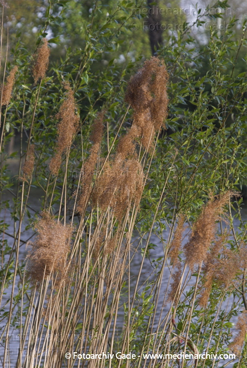 Schilfrohr. Phragmites australis
22.  4. 2007. Berlin. Flora. Pflanzen. Frühling
Schlüsselwörter: 2007;Berlin;Feld;Flora;Getreide;Landwirtschaft;Natur;Pflanzen;Phragmites australis;Phragmites communis Trin.;plants;Schilfrohr