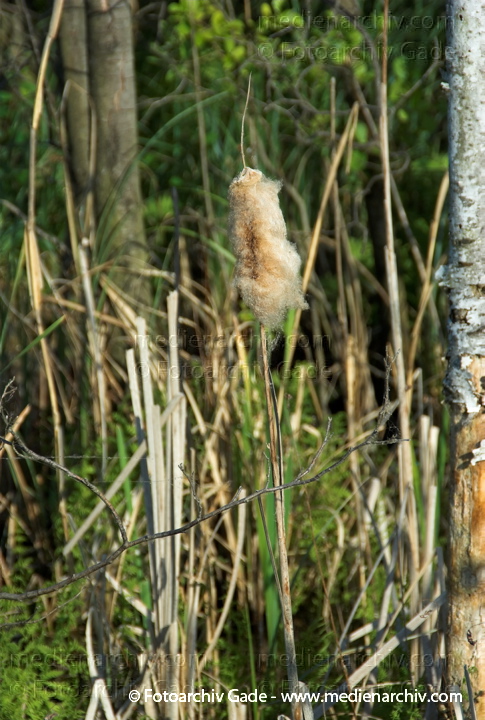 Schilfrohr. Phragmites australis
3.  Juni 2008. Schilf in Blüte. Gräser.  Gras Feldberger Seenlandschaft. Flora. Pflanzen. Phragmites australis. Schilf. Binsen. Blüten. Gräser. Gras. Phragmites australis. Flora. Pflanzen. Seeufer.
Schlüsselwörter: 2008;Blüte;Carwitz;Dreetzsee;Feldberger Seenlandschaft;Flora;Gras;Gräser;Mecklenburg-Vorpommern;Natur;Pflanzen;Phragmites australis;Phragmites communis Trin.;plants;Schilf;Schilfrohr