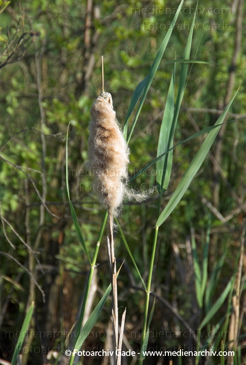 Schilfrohr. Phragmites australis
4.  Juni 2008. Schilf in Blüte. Gräser.  Gras Feldberger Seenlandschaft. Flora. Pflanzen. Phragmites australis. Schilf. Binsen. Blüten. Gräser. Gras. Phragmites australis. Flora. Pflanzen. Seeufer.
Schlüsselwörter: 2008;Blüte;Carwitz;Dreetzsee;Feldberger Seenlandschaft;Flora;Gras;Gräser;Mecklenburg-Vorpommern;Natur;Pflanzen;Phragmites australis;Phragmites communis Trin.;plants;Schilf;Schilfrohr