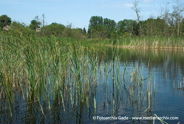 Schilfrohr. Phragmites australis
3.  Juni 2008. Mecklenburg-Vorpommern. Carwitz. Schilf in Blüte. Gräser.  Gras. Phragmites australis. Flora. Pflanzen. Seeufer.
Schlüsselwörter: 2008;Blüte;Carwitz;Dreetzsee;Feldberger Seenlandschaft;Flora;Gras;Gräser;Mecklenburg-Vorpommern;Natur;Pflanzen;Phragmites australis;Phragmites communis Trin.;plants;Schilf;Schilfrohr