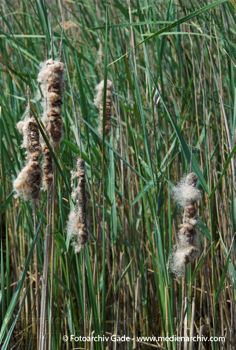 Schilfrohr. Phragmites australis
3.  Juni 2008. Mecklenburg-Vorpommern. Carwitz. Schilf. Binsen. Blüten. Gräser.  Gras. Phragmites australis. Flora. Pflanzen. Seeufer.
Schlüsselwörter: 2008;Blüte;Carwitz;Dreetzsee;Feldberger Seenlandschaft;Flora;Gras;Gräser;Mecklenburg-Vorpommern;Natur;Pflanzen;Phragmites australis;Phragmites communis Trin.;plants;Schilf;Schilfrohr