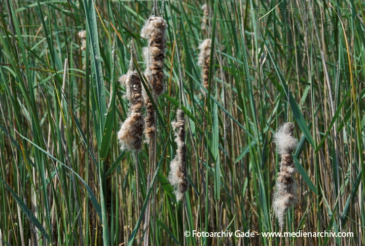 Schilfrohr. Phragmites australis
3.  Juni 2008. Mecklenburg-Vorpommern. Carwitz. Schilf in Blüte. Gräser.  Gras. Phragmites australis. Flora. Pflanzen. Seeufer.
Schlüsselwörter: 2008;Blüte;Carwitz;Dreetzsee;Feldberger Seenlandschaft;Flora;Gras;Gräser;Mecklenburg-Vorpommern;Natur;Pflanzen;Phragmites australis;Phragmites communis Trin.;plants;Schilf;Schilfrohr