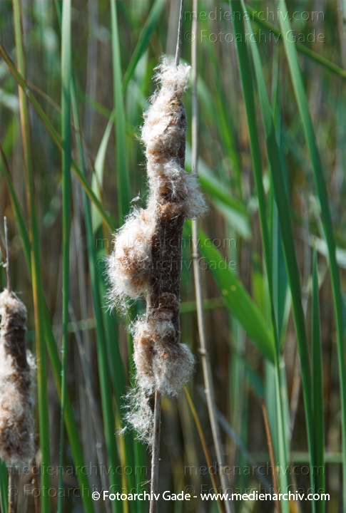 Schilfrohr. Phragmites australis
3.  Juni 2008. Mecklenburg-Vorpommern. Carwitz. Schilf in Blüte. Gräser.  Gras. Phragmites australis. Flora. Pflanzen. Seeufer.
Schlüsselwörter: 2008;Blüte;Carwitz;Dreetzsee;Feldberger Seenlandschaft;Flora;Gras;Gräser;Mecklenburg-Vorpommern;Natur;Pflanzen;Phragmites australis;Phragmites communis Trin.;plants;Schilf;Schilfrohr