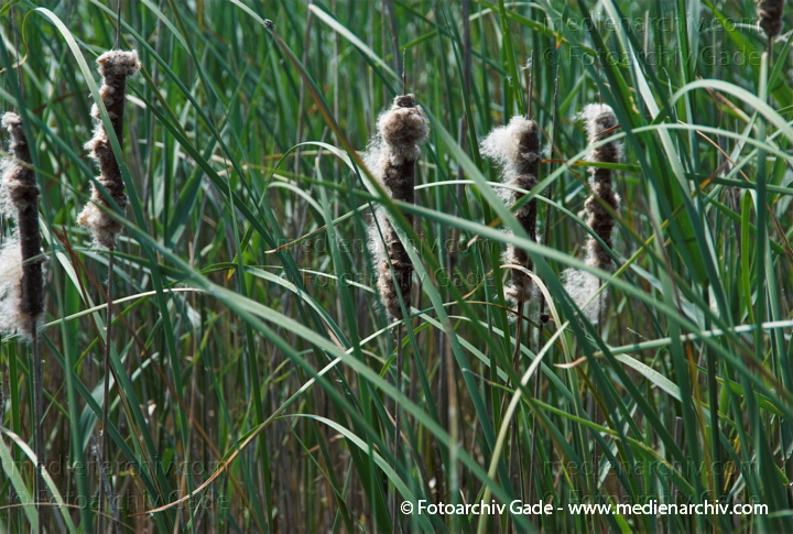 Schilfrohr. Phragmites australis
3.  Juni 2008. Mecklenburg-Vorpommern. Carwitz. Schilf in Blüte. Gräser.  Gras. Phragmites australis. Flora. Pflanzen. Seeufer.
Schlüsselwörter: 2008;Blüte;Carwitz;Dreetzsee;Feldberger Seenlandschaft;Flora;Gras;Gräser;Mecklenburg-Vorpommern;Natur;Pflanzen;Phragmites australis;Phragmites communis Trin.;plants;Schilf;Schilfrohr