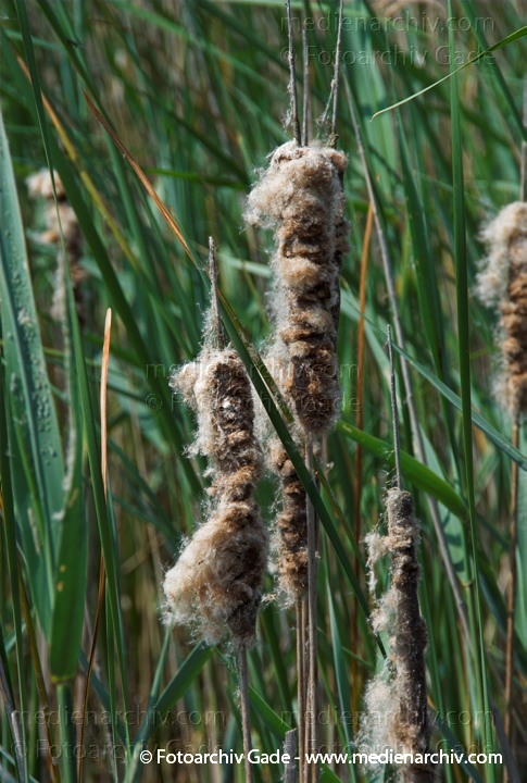 Schilfrohr. Phragmites australis
3.  Juni 2008. Mecklenburg-Vorpommern. Carwitz. Schilf in Blüte. Gräser.  Gras. Phragmites australis. Flora. Pflanzen. Seeufer.
Schlüsselwörter: 2008;Blüte;Carwitz;Dreetzsee;Feldberger Seenlandschaft;Flora;Gras;Gräser;Mecklenburg-Vorpommern;Natur;Pflanzen;Phragmites australis;Phragmites communis Trin.;plants;Schilf;Schilfrohr