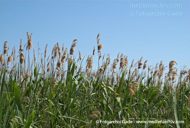 Schilfrohr. Phragmites australis
8.  Juni 2008. Mecklenburg-Vorpommern. Carwitz.  Schilf. Gräser.  Gras. Phragmites australis. Flora. Pflanzen. Seeufer.
Schlüsselwörter: 2008;Blüte;Carwitz;Feldberger Seenlandschaft;Flora;Gras;Gräser;Mecklenburg-Vorpommern;Natur;Pflanzen;Phragmites australis;Phragmites communis Trin.;plants;Schilf;Schilfrohr;Seeufer