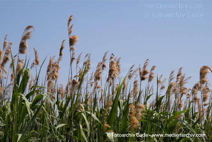 Schilfrohr. Phragmites australis
8.  Juni 2008. Mecklenburg-Vorpommern. Carwitz.  Schilf. Gräser.  Gras. Phragmites australis. Flora. Pflanzen. Seeufer.
Schlüsselwörter: 2008;Blüte;Carwitz;Feldberger Seenlandschaft;Flora;Gras;Gräser;Mecklenburg-Vorpommern;Natur;Pflanzen;Phragmites australis;Phragmites communis Trin.;plants;Schilf;Schilfrohr;Seeufer