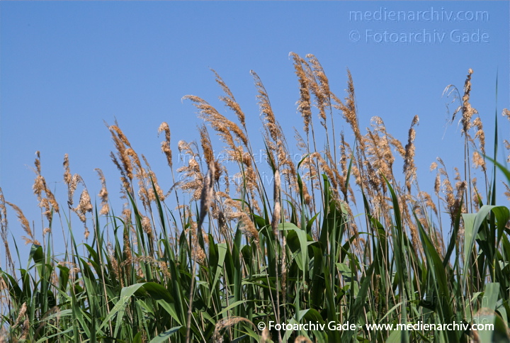 Schilfrohr. Phragmites australis
8.  Juni 2008. Mecklenburg-Vorpommern. Carwitz.  Schilf. Gräser.  Gras. Phragmites australis. Flora. Pflanzen. Seeufer.
Schlüsselwörter: 2008;Blüte;Carwitz;Feldberger Seenlandschaft;Flora;Gras;Gräser;Mecklenburg-Vorpommern;Natur;Pflanzen;Phragmites australis;Phragmites communis Trin.;plants;Schilf;Schilfrohr;Seeufer