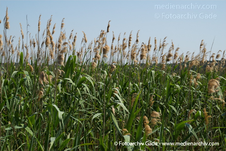 Schilfrohr. Phragmites australis
8.  Juni 2008. Mecklenburg-Vorpommern. Carwitz.  Schilf. Gräser.  Gras. Phragmites australis. Flora. Pflanzen. Seeufer.
Schlüsselwörter: 2008;Blüte;Carwitz;Feldberger Seenlandschaft;Flora;Gras;Gräser;Mecklenburg-Vorpommern;Natur;Pflanzen;Phragmites australis;Phragmites communis Trin.;plants;Schilf;Schilfrohr;Seeufer