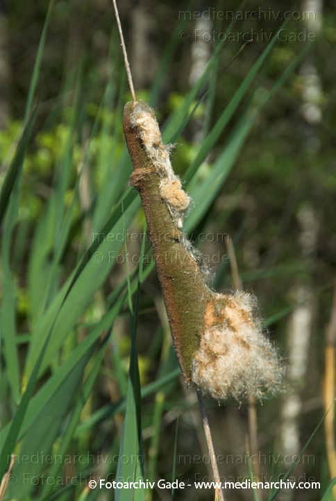 Schilfrohr. Phragmites australis
8.  Juni 2008. Mecklenburg-Vorpommern. Carwitz.  Schilf. Binsen. Blüten. Gräser.  Gras. Phragmites australis. Flora. Pflanzen. Seeufer.
Schlüsselwörter: 2008;Blüte;Carwitz;Feldberger Seenlandschaft;Flora;Gras;Gräser;Mecklenburg-Vorpommern;Natur;Pflanzen;Phragmites australis;Phragmites communis Trin.;plants;Schilf;Schilfrohr;Seeufer