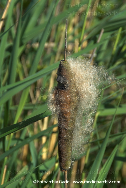 Schilfrohr. Phragmites australis
8.  Juni 2008. Mecklenburg-Vorpommern. Carwitz.  Schilf. Binsen. Blüten. Gräser.  Gras. Phragmites australis. Flora. Pflanzen. Seeufer.
Schlüsselwörter: 2008;Blüte;Carwitz;Feldberger Seenlandschaft;Flora;Gras;Gräser;Mecklenburg-Vorpommern;Natur;Pflanzen;Phragmites australis;Phragmites communis Trin.;plants;Schilf;Schilfrohr;Seeufer