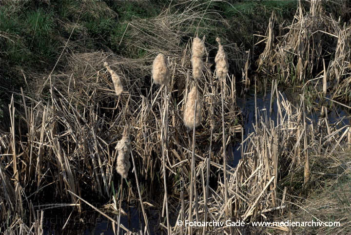 Schilfrohr. Phragmites australis
10.  4. 2009. Brandenburg. Linum. Flora. Pflanzen. Frühling.
Schlüsselwörter: 2009;Brandenburg;Flora;Frühling;Linum;Natur;Pflanzen;Phragmites australis;Phragmites communis Trin.;plants;Röhricht;Schilf;Schilfgürtel;Schilfrohr