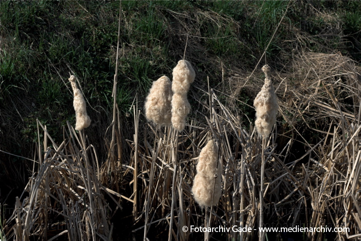 Schilfrohr. Phragmites australis
10.  4. 2009. Brandenburg. Linum. Flora. Pflanzen. Frühling. Blühendes Schilfrohr
Schlüsselwörter: 2009;Brandenburg;Flora;Frühling;Linum;Natur;Pflanzen;Phragmites australis;Phragmites communis Trin.;plants;Röhricht;Schilf;Schilfgürtel;Schilfrohr