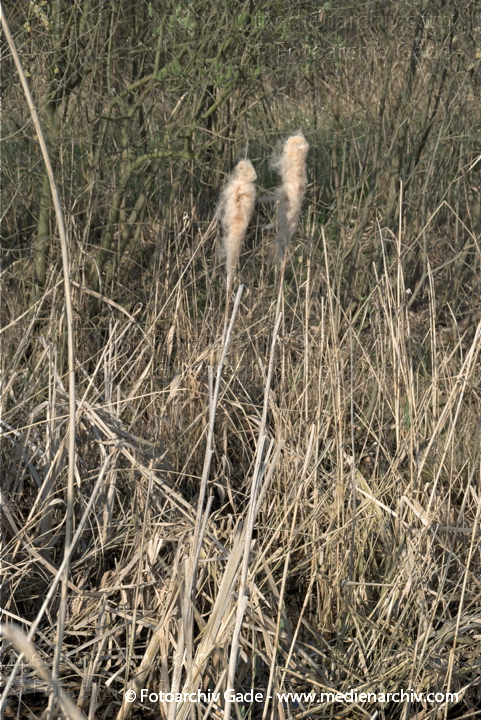 Schilfrohr. Phragmites australis
10.  4. 2009. Brandenburg. Linum. Flora. Pflanzen. Frühling. Blühendes Schilfrohr
Schlüsselwörter: 2009;Brandenburg;Flora;Frühling;Linum;Natur;Pflanzen;Phragmites australis;Phragmites communis Trin.;plants;Röhricht;Schilf;Schilfgürtel;Schilfrohr