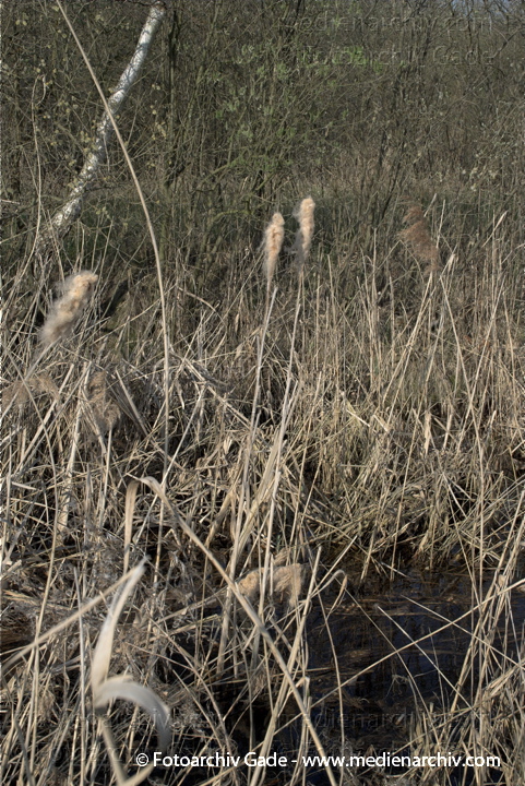 Schilfrohr. Phragmites australis
10.  4. 2009. Brandenburg. Linum. Flora. Pflanzen. Frühling. Blühendes Schilfrohr
Schlüsselwörter: 2009;Brandenburg;Flora;Frühling;Linum;Natur;Pflanzen;Phragmites australis;Phragmites communis Trin.;plants;Röhricht;Schilf;Schilfgürtel;Schilfrohr