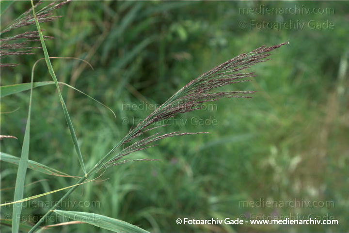 Schilfrohr. Phragmites australis
19.  7. 2009. Brandenburg. Linum. Flora. Pflanzen. Blüten.
Schlüsselwörter: 2009;Blüte;Brandenburg;Flora;Linum;Natur;Pflanzen;Phragmites australis;Phragmites communis Trin.;plants;Schilfrohr