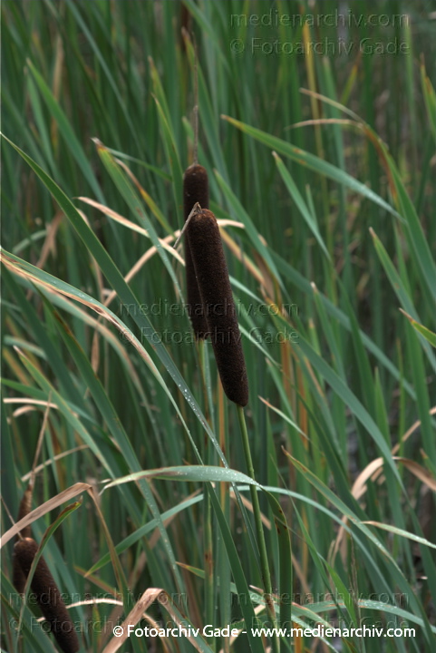 Schilfrohr. Phragmites australis
19.  7. 2009. Brandenburg. Linum. Flora. Pflanzen. Blüten.
Schlüsselwörter: 2009;Blüte;Brandenburg;Flora;Linum;Natur;Pflanzen;Phragmites australis;Phragmites communis Trin.;plants;Schilfrohr