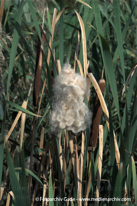 Schilfrohr. Phragmites australis
20.  9. 2009. Brandenburg. Linum - Flora. Pflanzen. Gras. Gräser. Schilf
Schlüsselwörter: 2009;Brandenburg;Flora;Gras;Gräser;Linum;Natur;Pflanzen;Phragmites australis;Phragmites communis Trin.;plants;Schilf;Schilfrohr