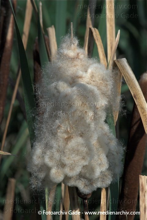 Schilfrohr. Phragmites australis
20.  9. 2009. Brandenburg. Linum - Flora. Pflanzen. Gras. Gräser. Schilf
Schlüsselwörter: 2009;Brandenburg;Flora;Gras;Gräser;Linum;Natur;Pflanzen;Phragmites australis;Phragmites communis Trin.;plants;Schilf;Schilfrohr