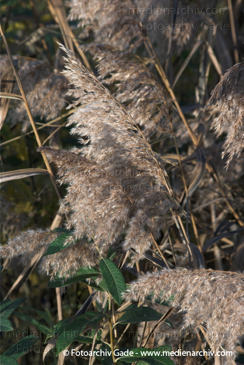 Schilfrohr. Phragmites australis
31.  10. 2009. Brandenburg. Rhinluch. Linum. Flora. Pflanzen. Gras. Schilf
Schlüsselwörter: 2009;Brandenburg;Flora;Gras;Linum;Natur;Pflanzen;Phragmites australis;Phragmites communis Trin.;plants;Rhinluch;Schilf;Schilfrohr