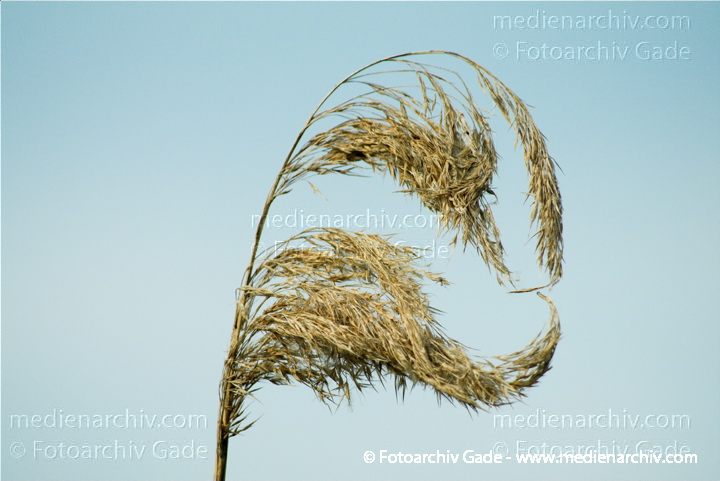Schilfrohr. Phragmites australis
4.  7. 2010. Mecklenburg-Vorpommern. Carwitz. Flora. Pflanzen. Schilf. Röhricht am Rande des Dreetzsees.
Schlüsselwörter: 2010;Carwitz;Feldberger Seenlandschaft;Flora;Mecklenburg-Vorpommern;Natur;Pflanzen;Phragmites australis;Phragmites communis Trin.;plants;Röhricht;Schilf;Schilfrohr