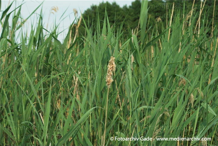 Schilfrohr. Phragmites australis
4.  7. 2010. Mecklenburg-Vorpommern. Carwitz. Flora. Pflanzen. Schilf. Röhricht am Rande des Dreetzsees.
Schlüsselwörter: 2010;Carwitz;Feldberger Seenlandschaft;Flora;Mecklenburg-Vorpommern;Natur;Pflanzen;Phragmites australis;Phragmites communis Trin.;plants;Röhricht;Schilf;Schilfrohr