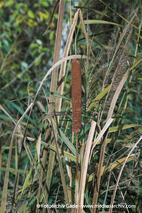 Schilfrohr. Phragmites australis
23.  10. 2010. Brandenburg. Linum. Flora. Pflanzen. Schilf. Binsen. Gras
Schlüsselwörter: 2010;Binsen;Brandenburg;Flora;Gras;Linum;Natur;Pflanzen;Phragmites australis;Phragmites communis Trin.;plants;Schilf;Schilfrohr