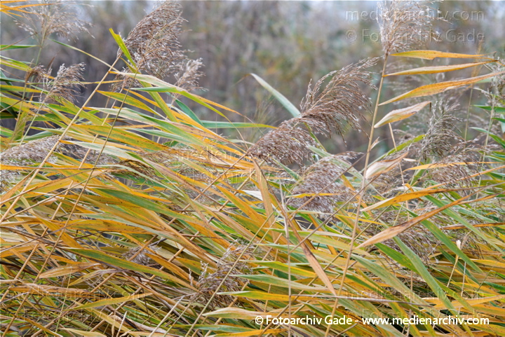 Schilfrohr. Phragmites australis
1.  11. 2010. Brandenburg. Linum. Flora. Pflanzen. Gras. Schilf
Schlüsselwörter: 2010;Brandenburg;Flora;Gras;Linum;Natur;Pflanzen;Phragmites australis;Phragmites communis Trin.;plants;Schilf;Schilfrohr