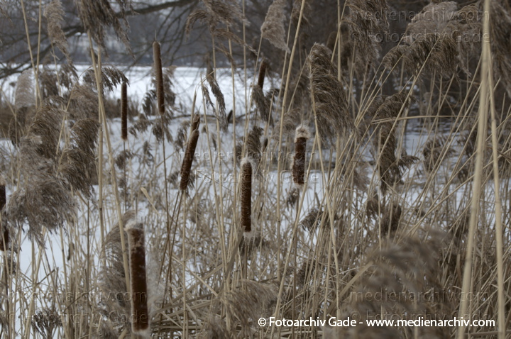Schilfrohr. Phragmites australis
14.  2. 2012. Berlin. Schilfgürtel an der zugefrorenen unteren Havel. Winter. Schnee. Eis. Fauna. Pflanzen. (Phragmites australis)
Schlüsselwörter: 2012;Berlin;Eis;Fauna;Flora;Havel;Natur;Pflanzen;Phragmites australis;Phragmites communis Trin.;plants;Schilf;Schilfgürtel;Schilfrohr;Schnee;Winter