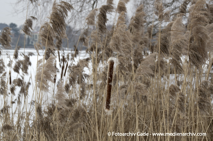 Schilfrohr. Phragmites australis
14.  2. 2012. Berlin. Schilfgürtel an der zugefrorenen unteren Havel. Winter. Schnee. Eis. Fauna. Pflanzen. (Phragmites australis)
Schlüsselwörter: 2012;Berlin;Eis;Fauna;Flora;Havel;Natur;Pflanzen;Phragmites australis;Phragmites communis Trin.;plants;Schilf;Schilfgürtel;Schilfrohr;Schnee;Winter