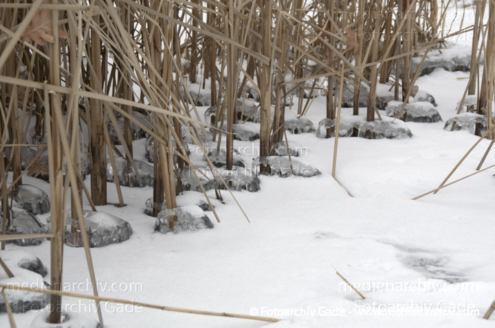 Schilfrohr. Phragmites australis
14.  2. 2012. Berlin. Schilfgürtel an der zugefrorenen unteren Havel. Winter. Schnee. Eis. Fauna. Pflanzen. (Phragmites australis)
Schlüsselwörter: 2012;Berlin;Eis;Fauna;Flora;Havel;Natur;Pflanzen;Phragmites australis;Phragmites communis Trin.;plants;Schilf;Schilfgürtel;Schilfrohr;Schnee;Winter