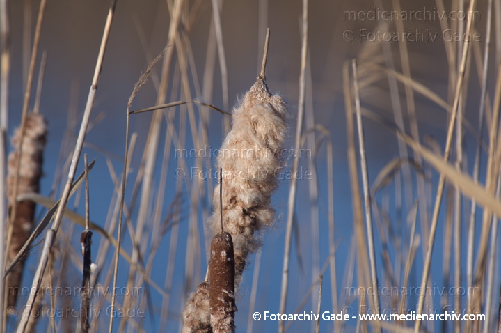 Schilfrohr. Phragmites australis
11.  1. 2014. Brandenburg. Linum. Flora. Gras. Schilf
Schlüsselwörter: 2014;Brandenburg;Flora;Gras;Linum;Pflanzen;Phragmites australis;Phragmites communis Trin.;plants;Schilf;Schilfrohr