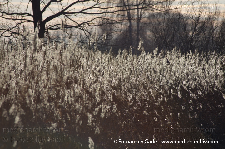 Schilfrohr. Phragmites australis
11.  1. 2014. Brandenburg. Linum. Flora. Gras. Schilf
Schlüsselwörter: 2014;Brandenburg;Flora;Gras;Linum;Pflanzen;Phragmites australis;Phragmites communis Trin.;plants;Schilf;Schilfrohr