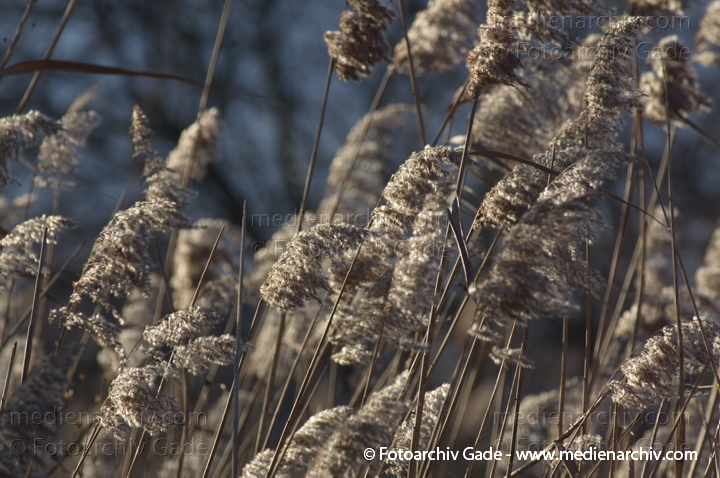 Schilfrohr. Phragmites australis
11.  1. 2014. Brandenburg. Linum. Flora. Gras. Schilf
Schlüsselwörter: 2014;Brandenburg;Flora;Gras;Linum;Pflanzen;Phragmites australis;Phragmites communis Trin.;plants;Schilf;Schilfrohr