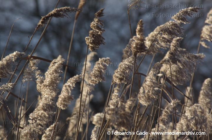 Schilfrohr. Phragmites australis
11.  1. 2014. Brandenburg. Linum. Flora. Gras. Schilf
Schlüsselwörter: 2014;Brandenburg;Flora;Gras;Linum;Pflanzen;Phragmites australis;Phragmites communis Trin.;plants;Schilf;Schilfrohr