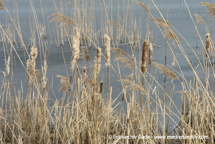Schilfrohr. Phragmites australis
8.  2. 2014. Brandenburg. Linum. An den Teichen. Pflanzen. Gras. Schilf mit Binsen
Schlüsselwörter: 2014;Brandenburg;Flora;Gras;Linum;Pflanzen;Phragmites australis;Phragmites communis Trin.;plants;Schilf;Schilfrohr