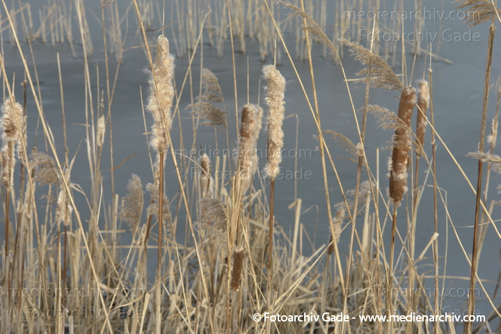 Schilfrohr. Phragmites australis
8.  2. 2014. Brandenburg. Linum. An den Teichen. Pflanzen. Gras. Schilf mit Binsen
Schlüsselwörter: 2014;Brandenburg;Flora;Gras;Linum;Pflanzen;Phragmites australis;Phragmites communis Trin.;plants;Schilf;Schilfrohr